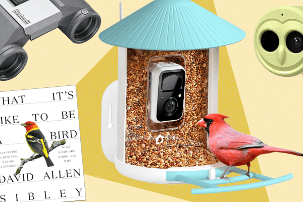 The 15 Best Tried and Tested Gifts for Bird Lovers (2025)